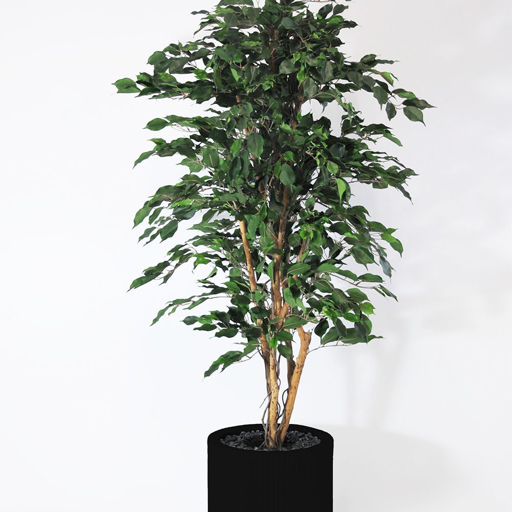 Ficus exotica - Noir