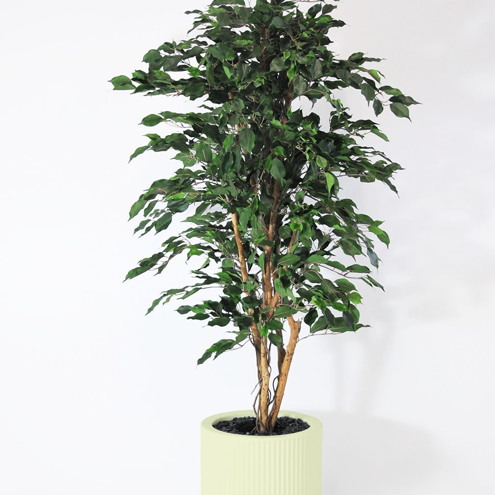 Ficus exotica - Pistache
