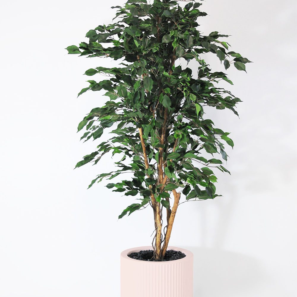 Ficus exotica - Rose