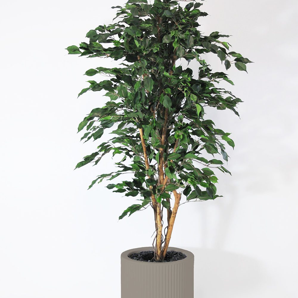 Ficus exotica - Tortora