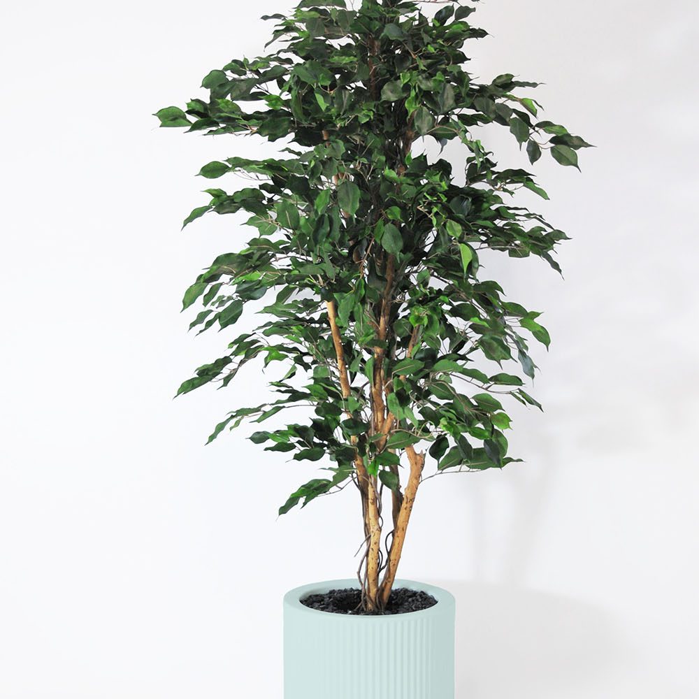 Ficus exotica - Turquoise