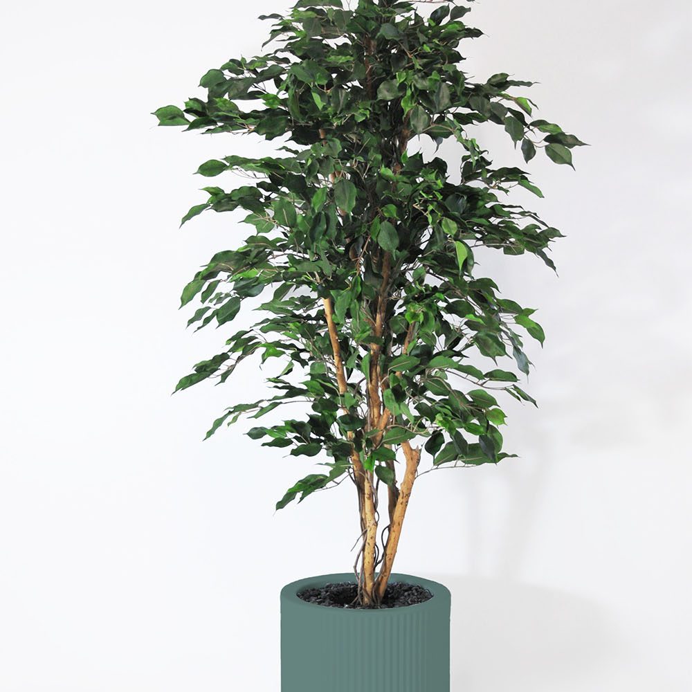 Ficus exotica - Vert
