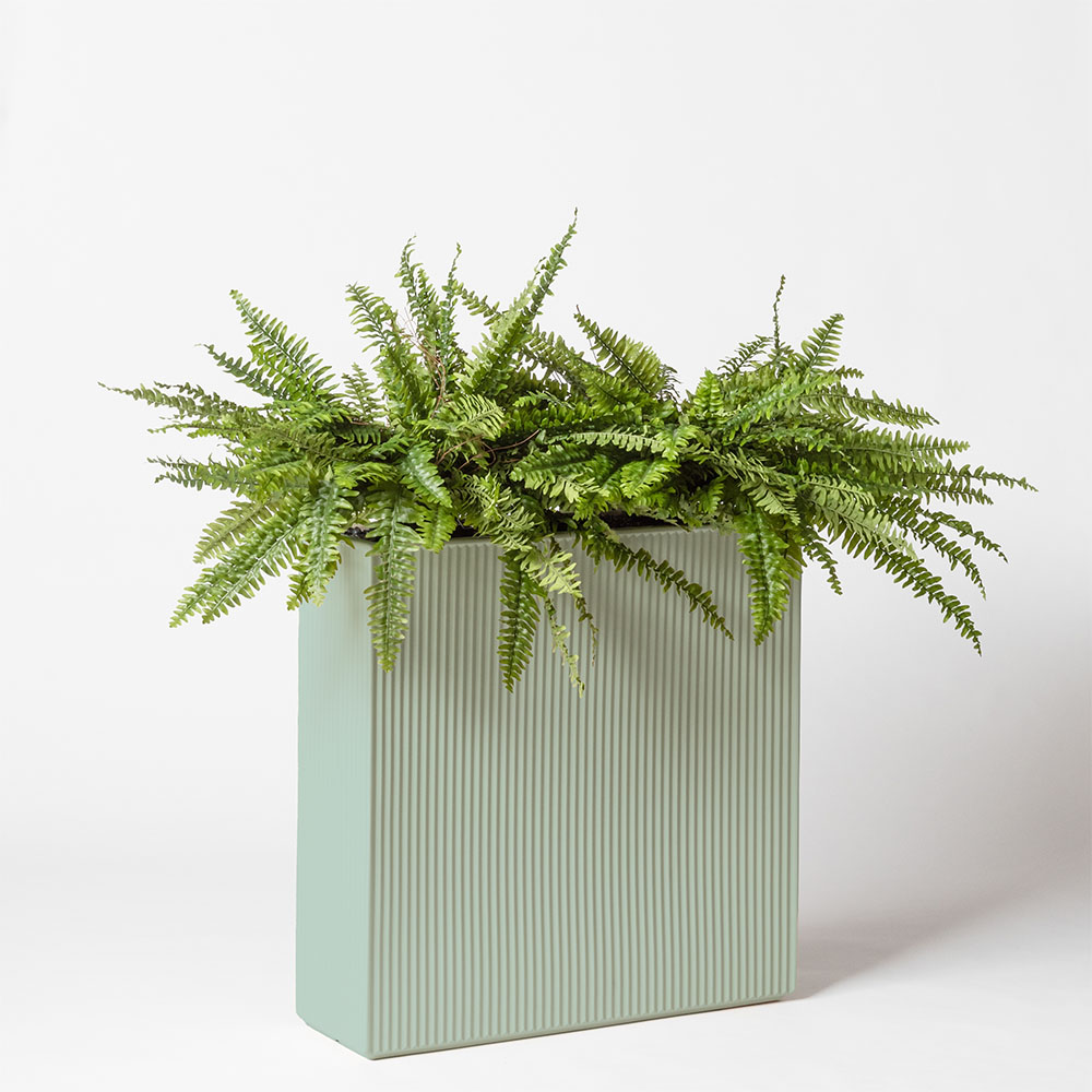 Fougère boston - Turquoise