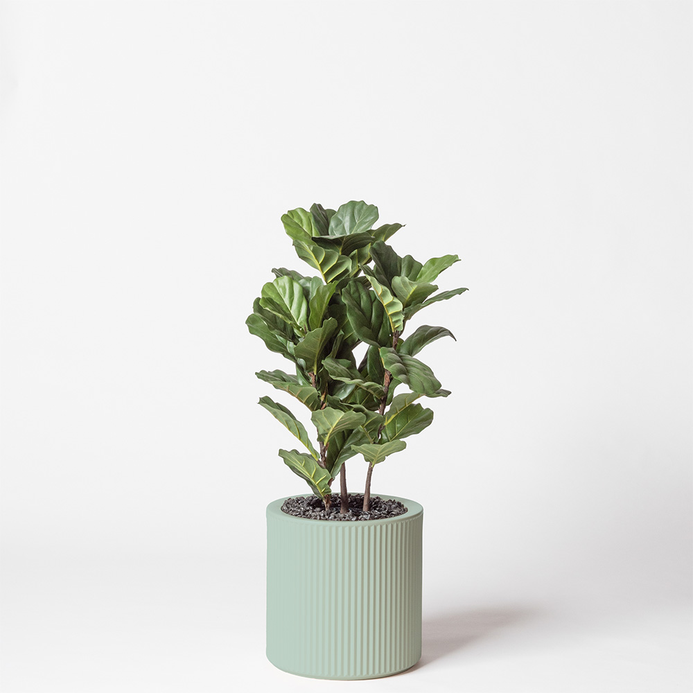 Lyrata tige - Turquoise