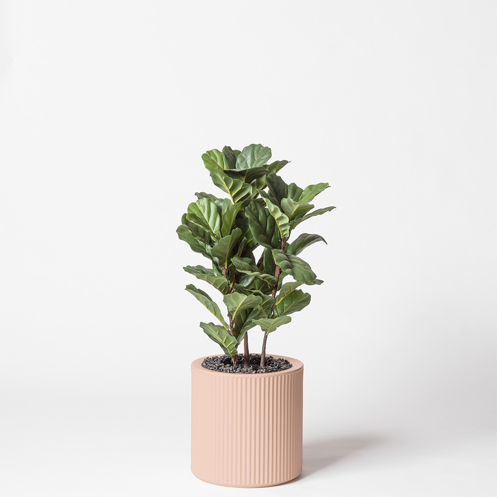 Lyrata tige - Rose