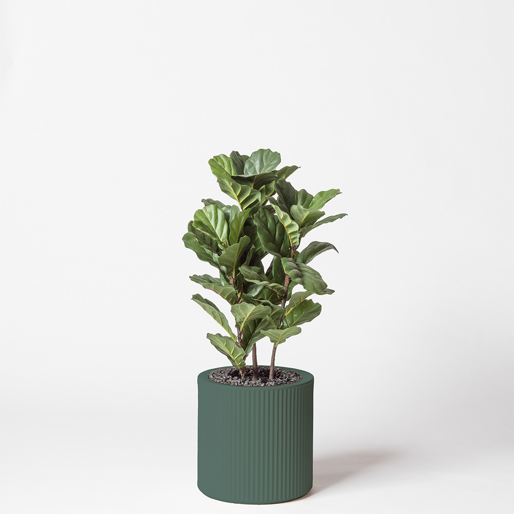 Lyrata tige - Vert