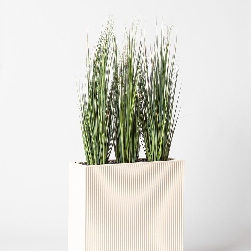 Onion grass bambou - Blanc