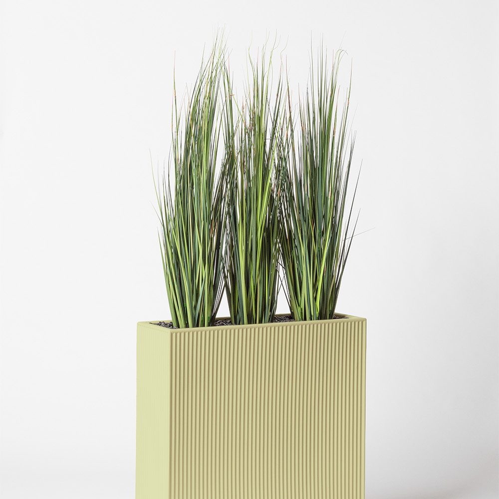 Onion grass bambou - Pistache