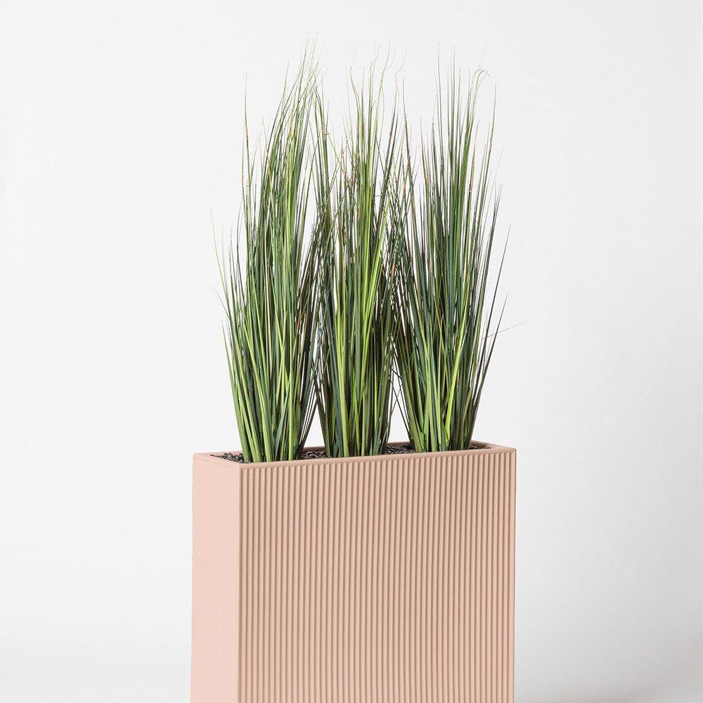 Onion grass bambou - Rose