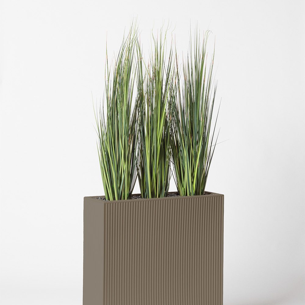 Onion grass bambou - Tortora