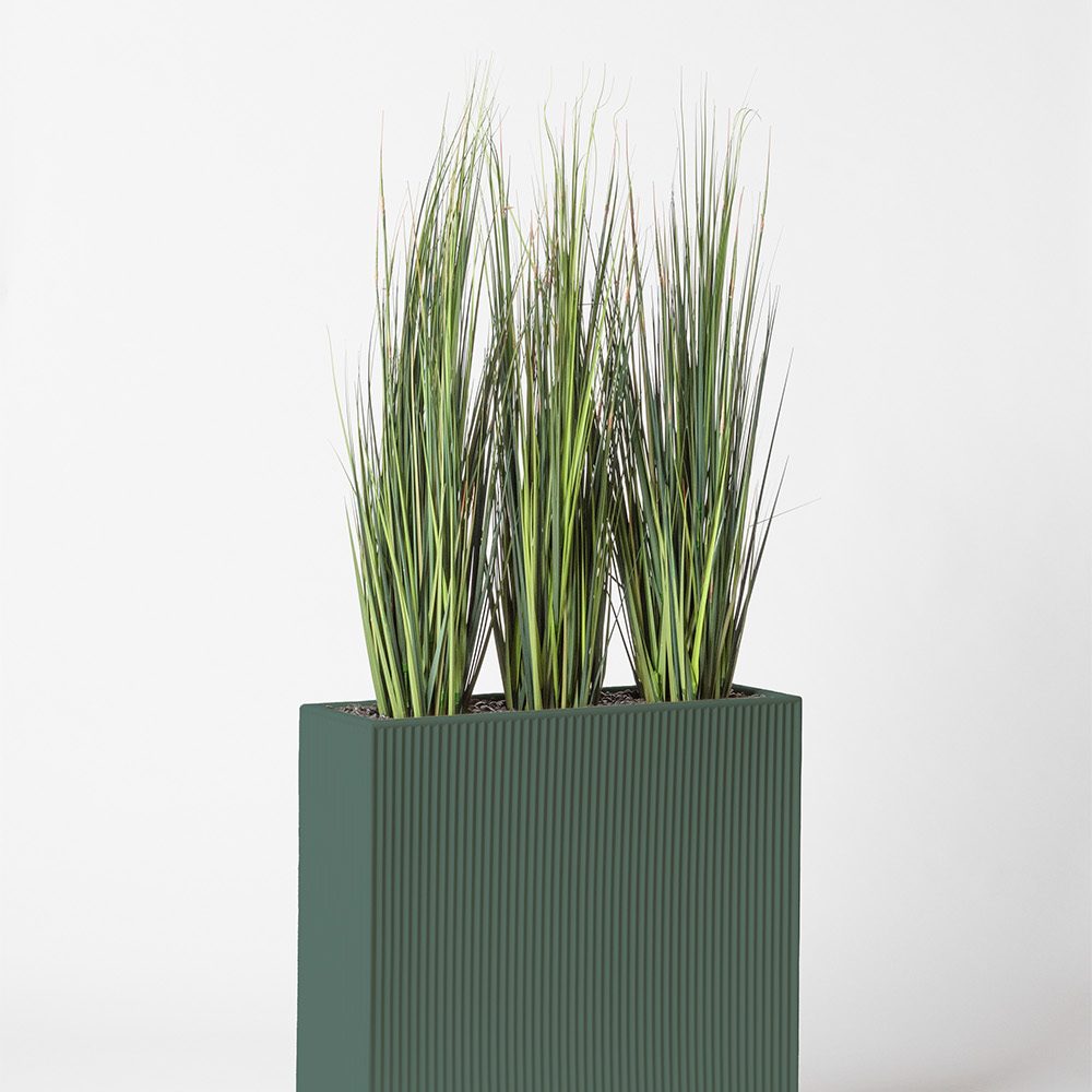 Onion grass bambou - Vert