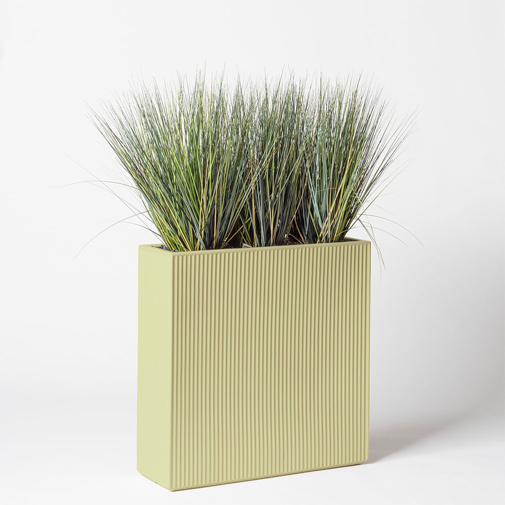 Onion grass new round - Pistache