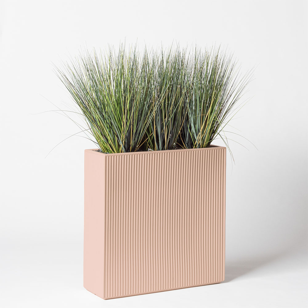Onion grass new round - Rose