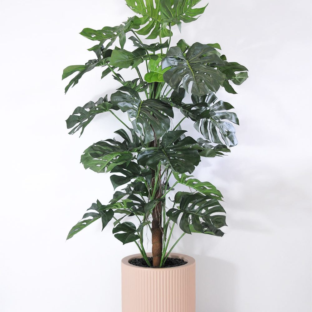Philo tuteur - Rose