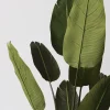 Traveller palm – Image 3
