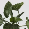 Alocasia calidora – Image 2