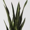 Sanseveria – Image 3
