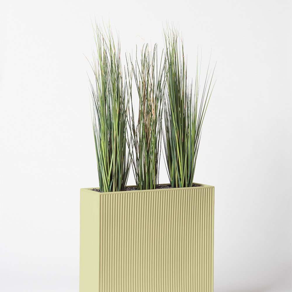 Presle grass - Pistache