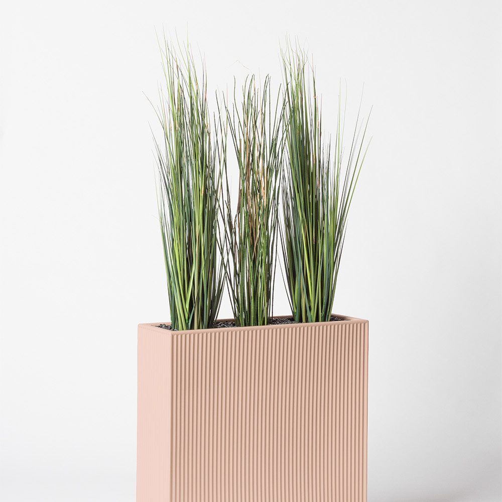 Presle grass - Rose