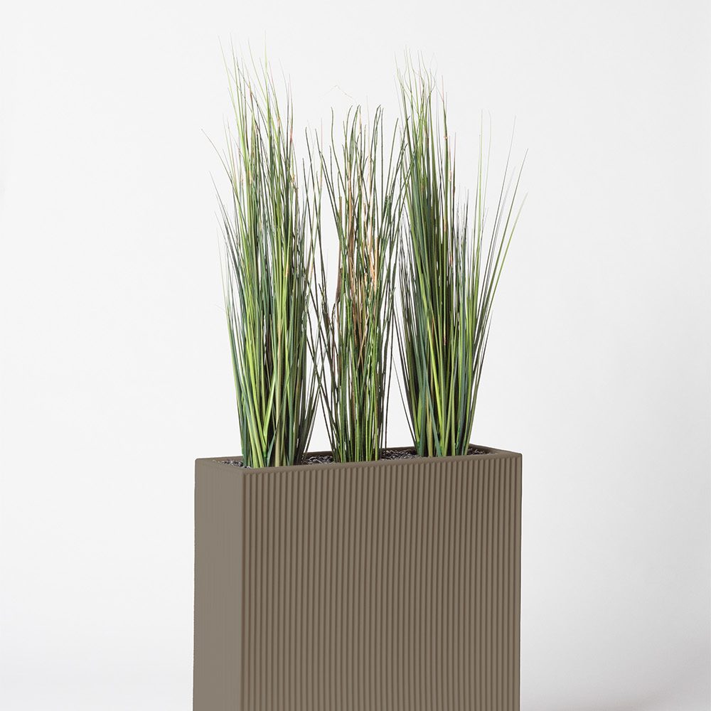 Presle grass - Tortora