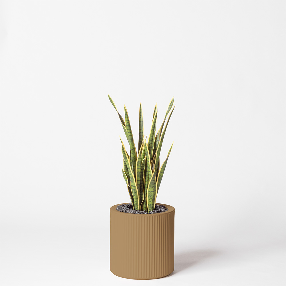 Sanseveria - Marron
