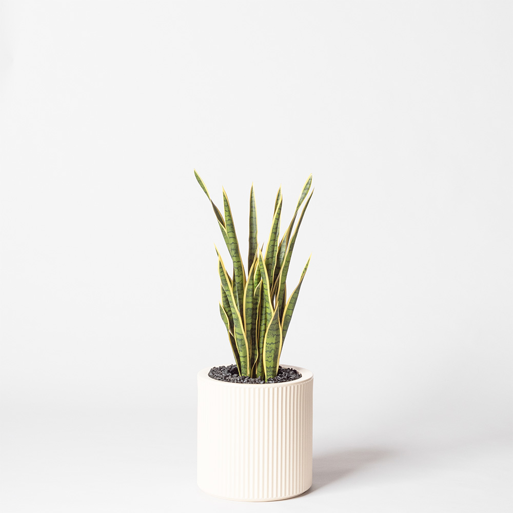 Sanseveria - Blanc