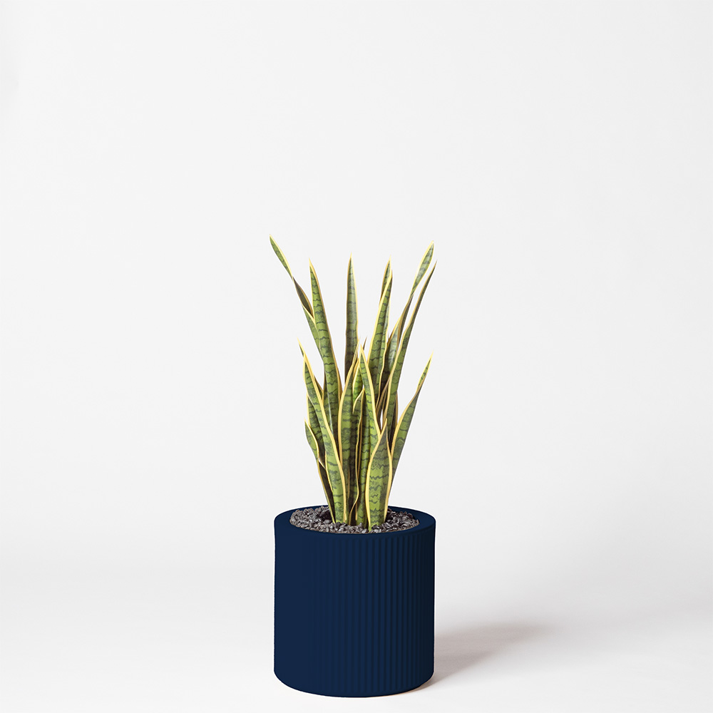 Sanseveria - Bleu