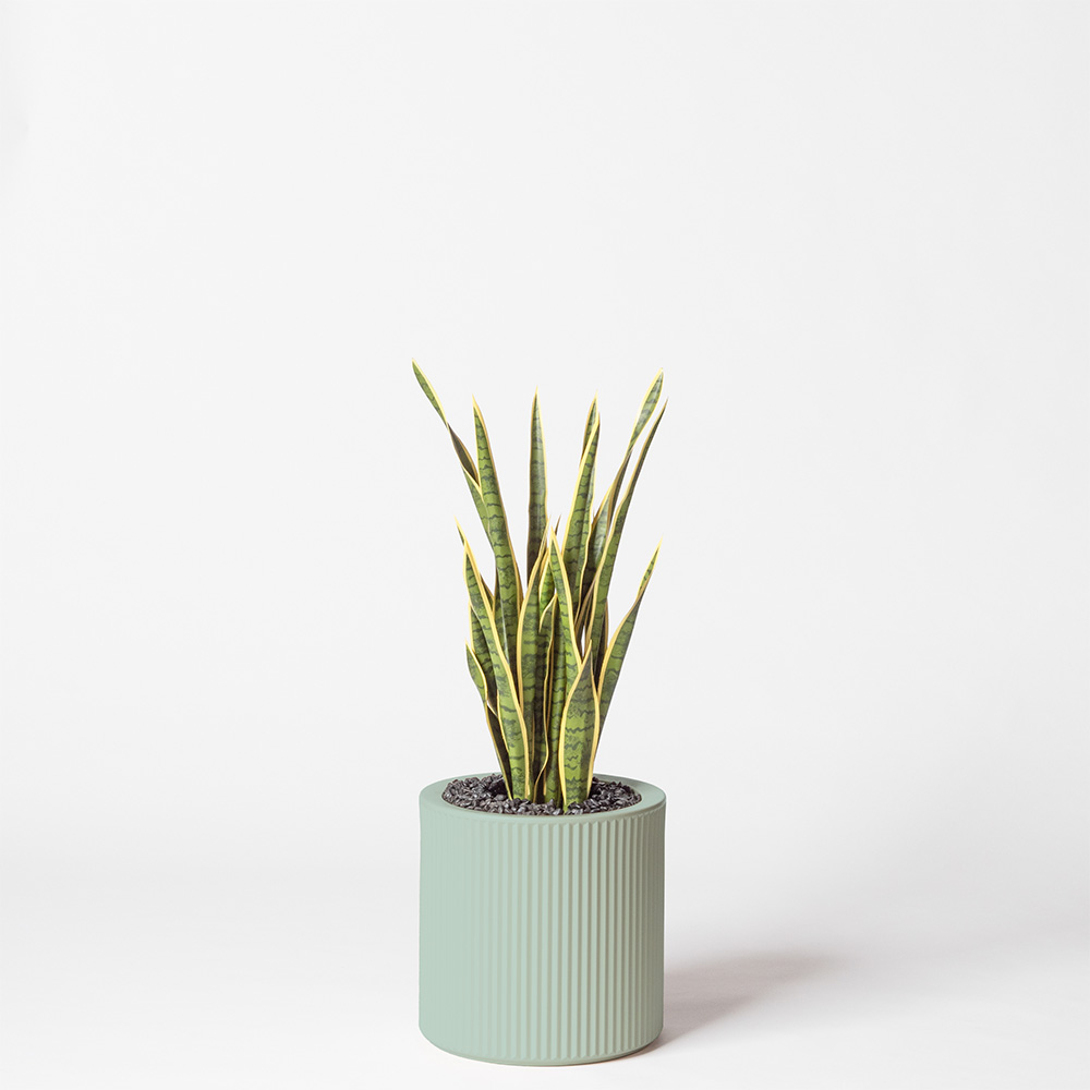 Sanseveria - Turquoise