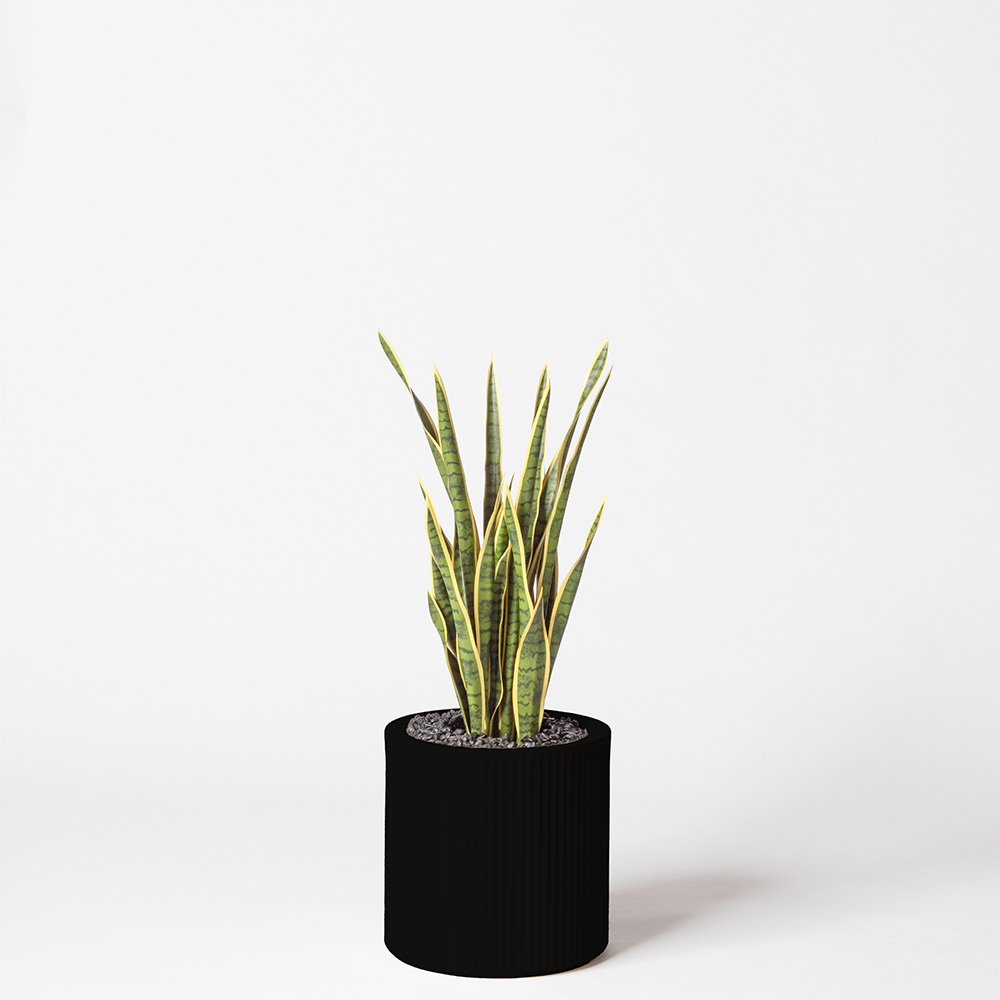 Sanseveria - Noir