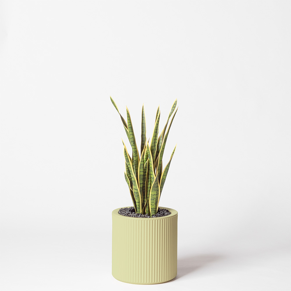 Sanseveria - Pistache