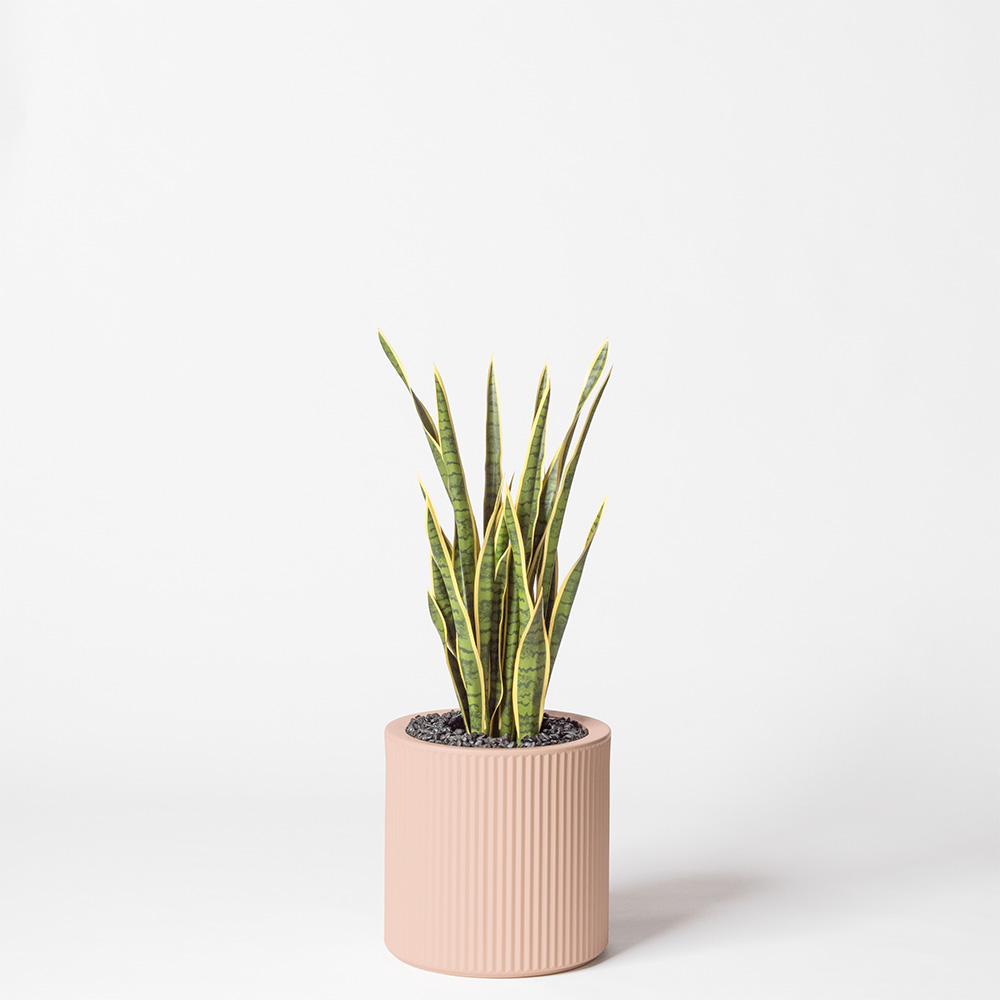 Sanseveria - Rose