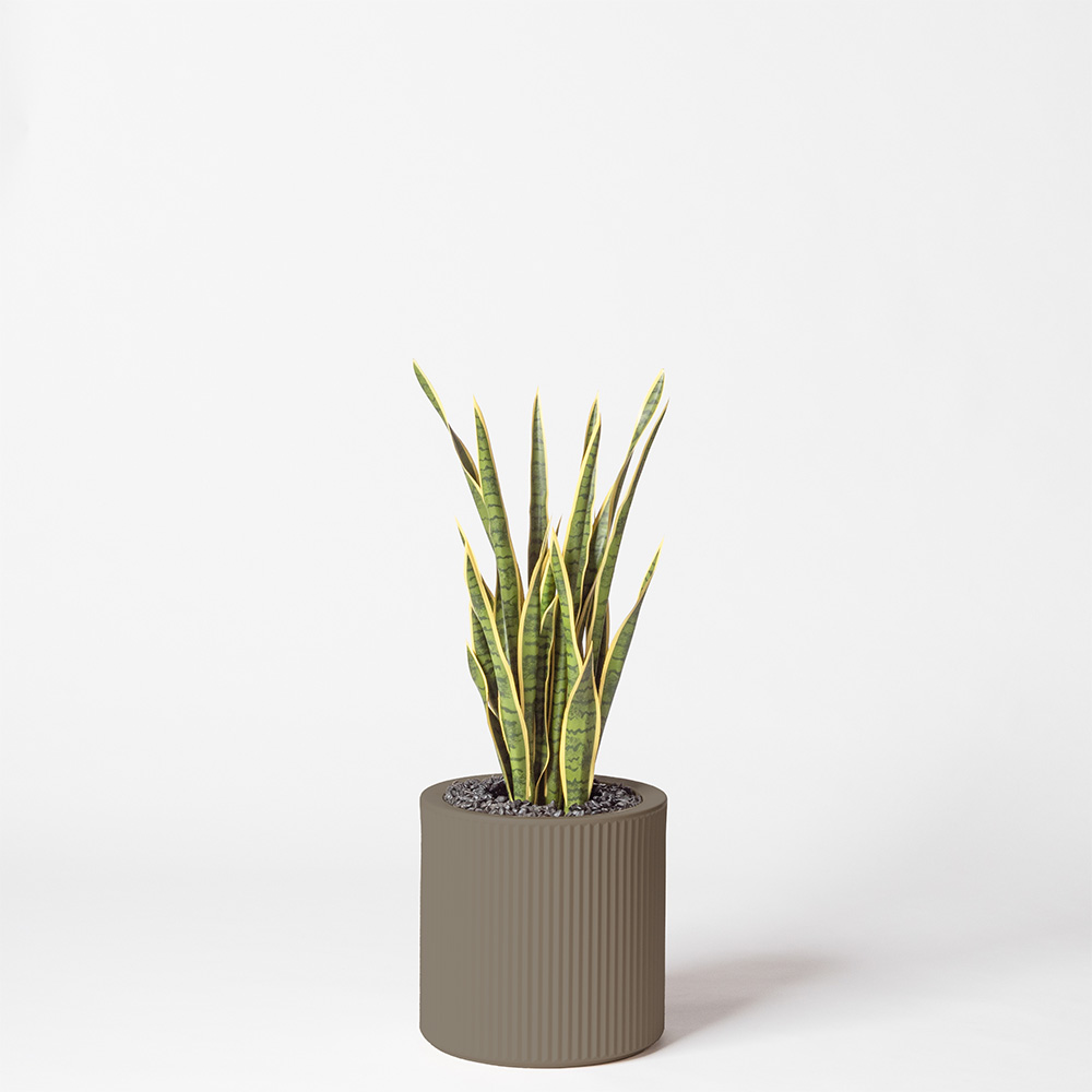 Sanseveria - Tortora