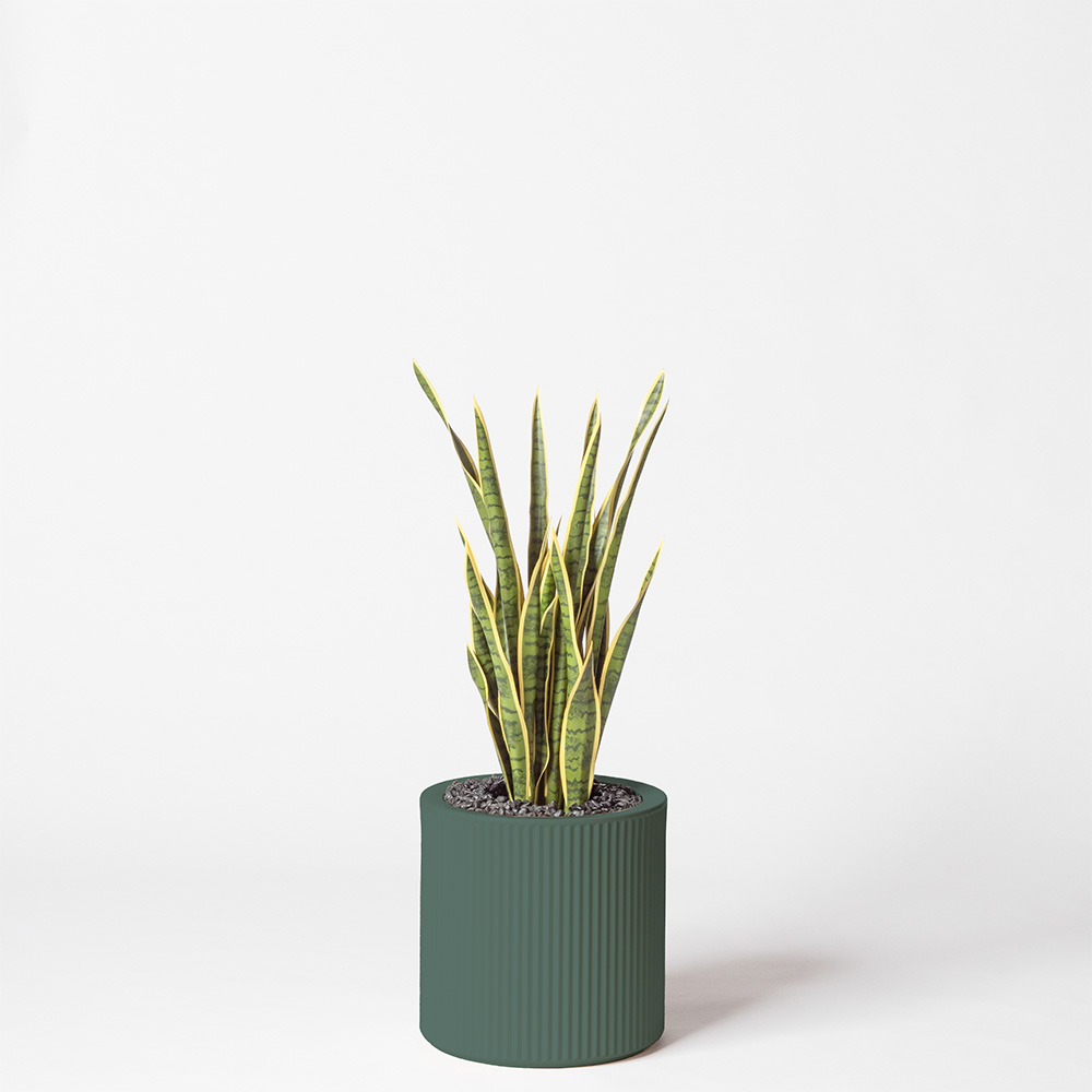 Sanseveria - Vert