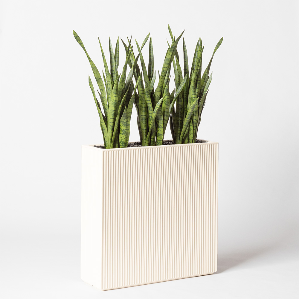 Sanseveria - Blanc