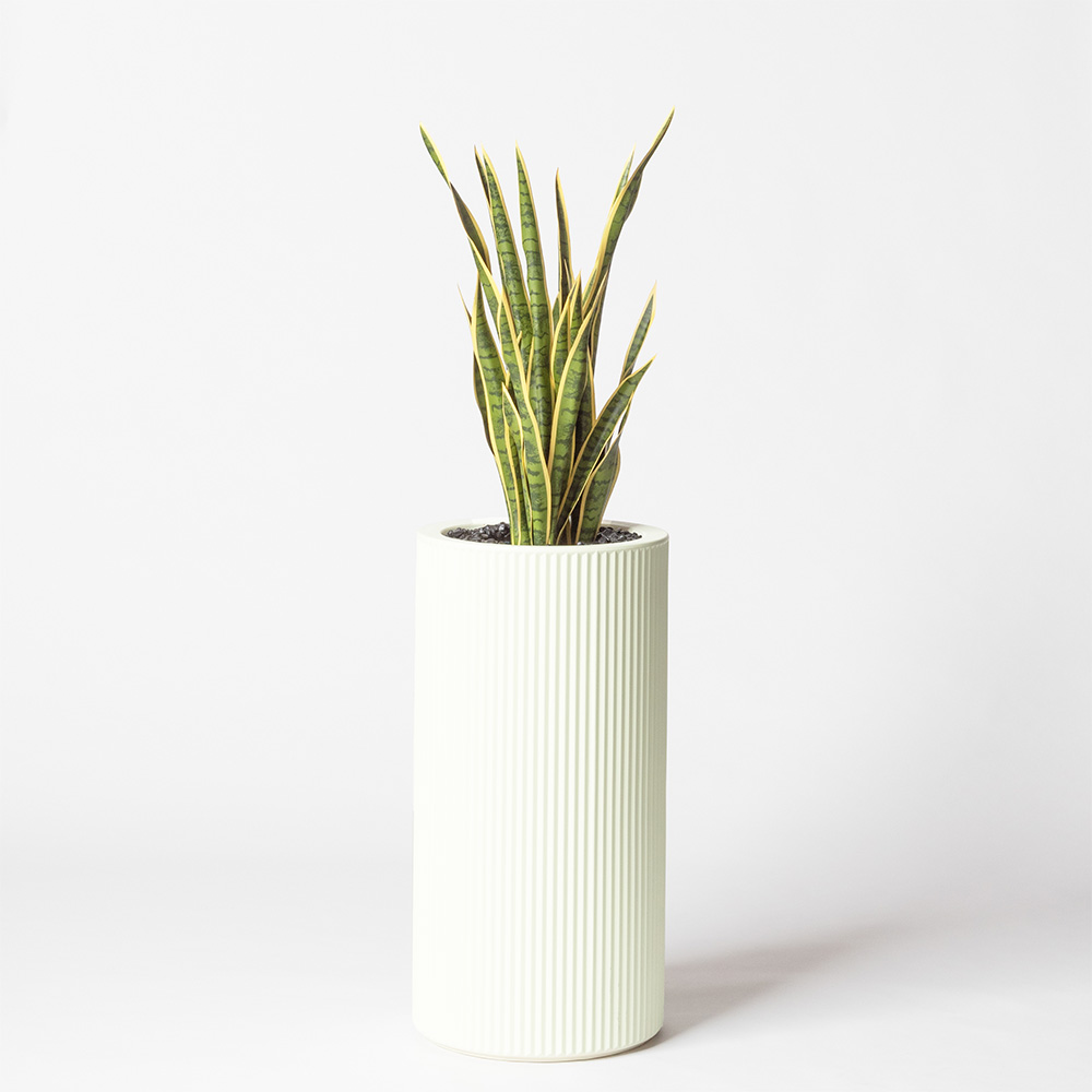 Sanseveria - Blanc