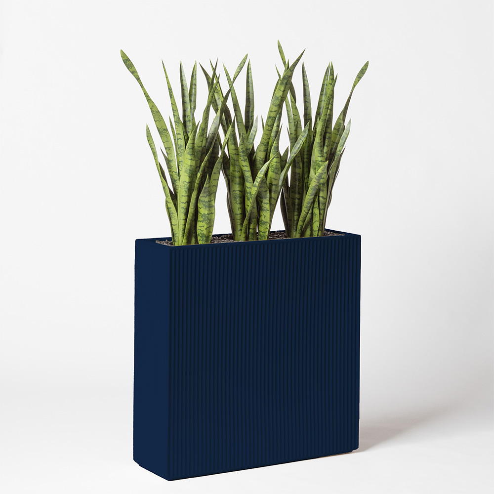 Sanseveria - Bleu