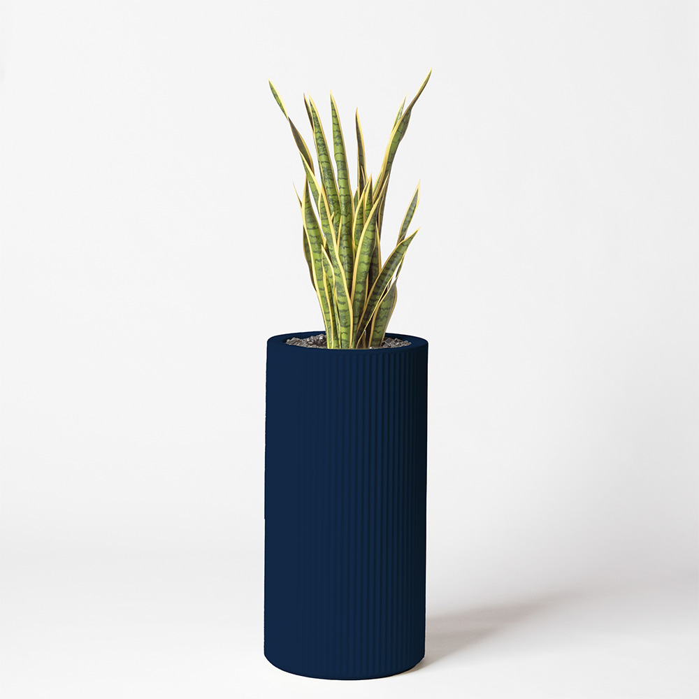 Sanseveria - Bleu