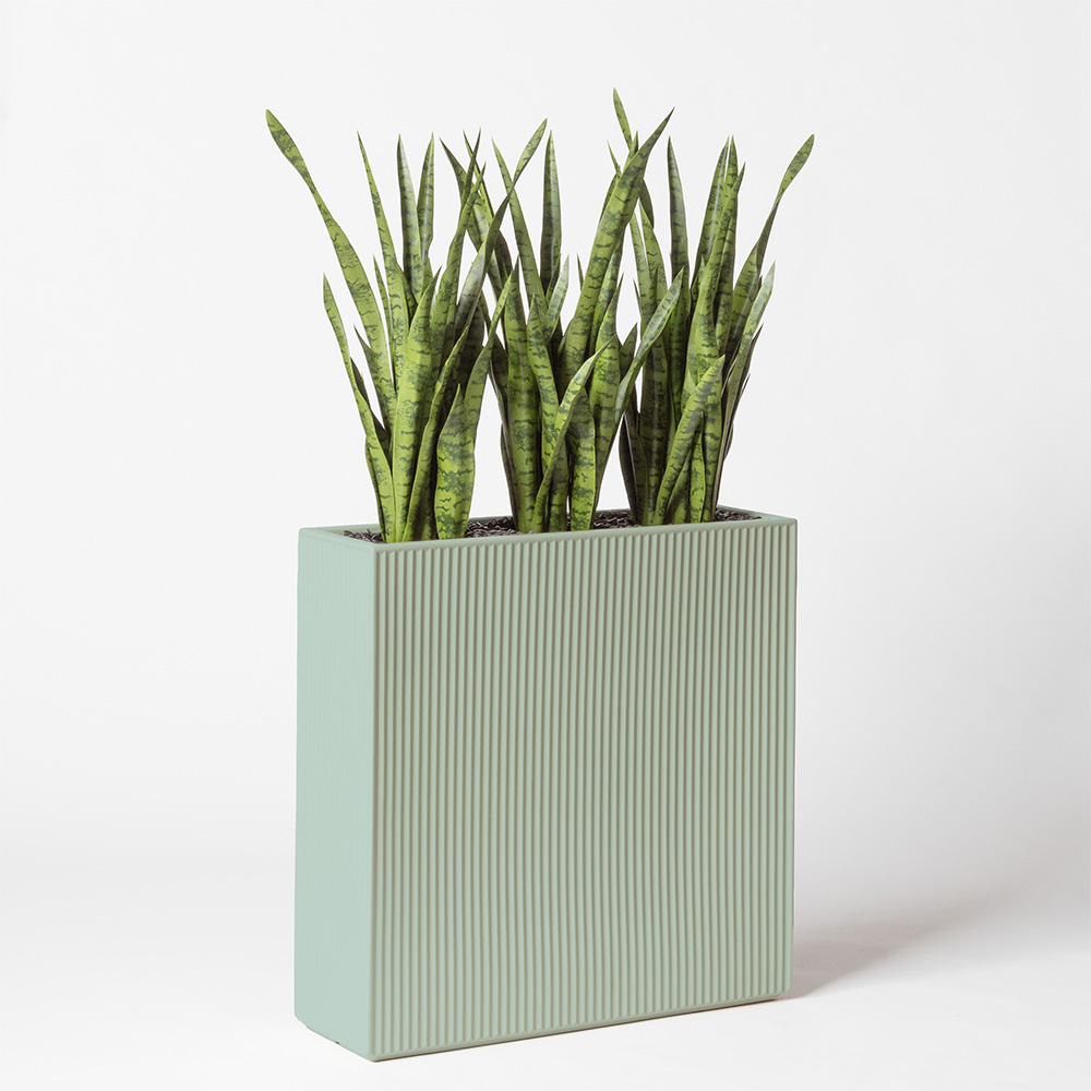Sanseveria - Turquoise