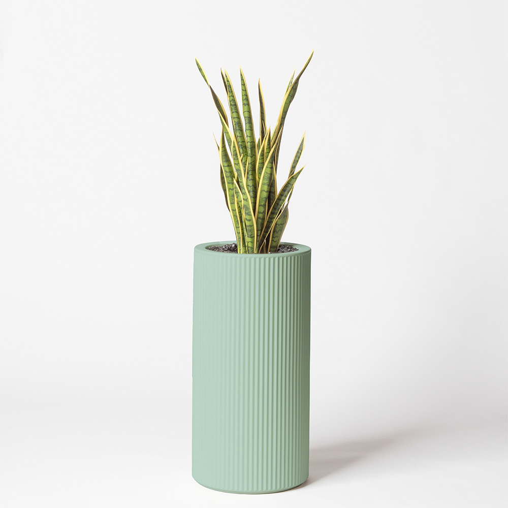 Sanseveria - Turquoise
