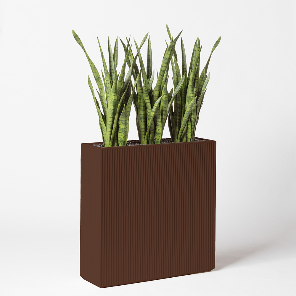 Sanseveria - Marron