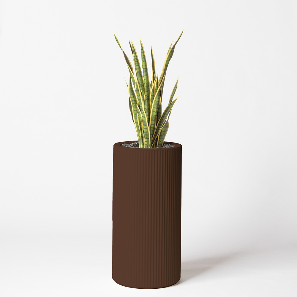 Sanseveria - Marron