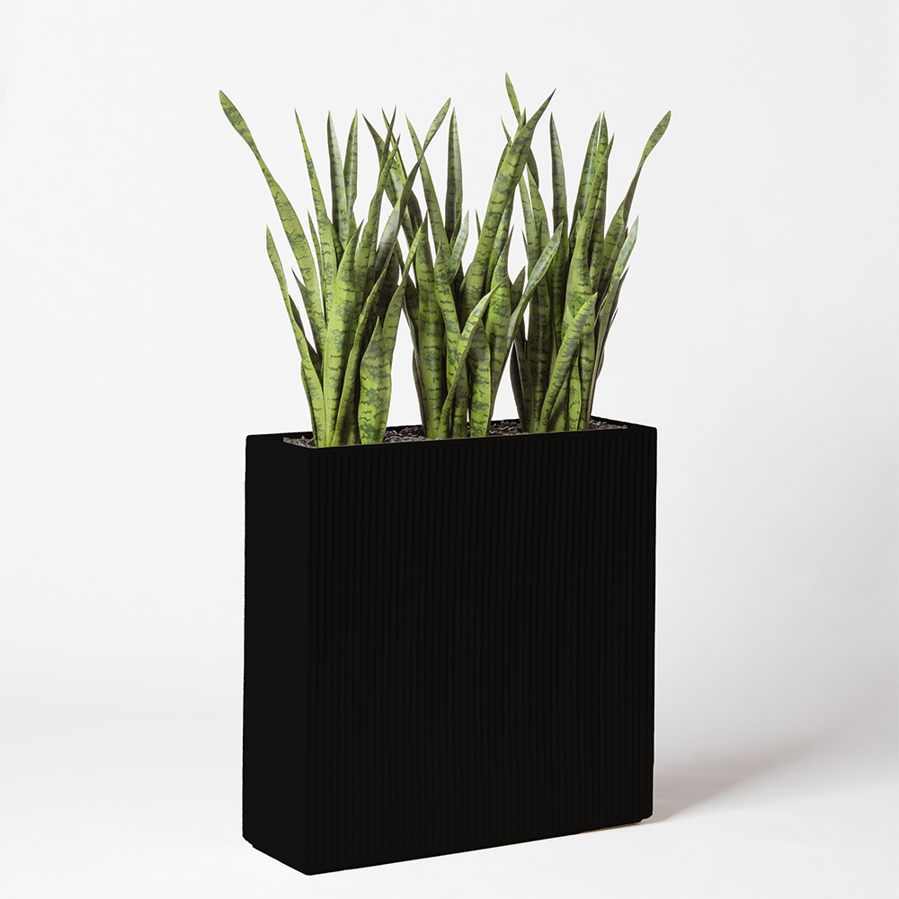 Sanseveria - Noir