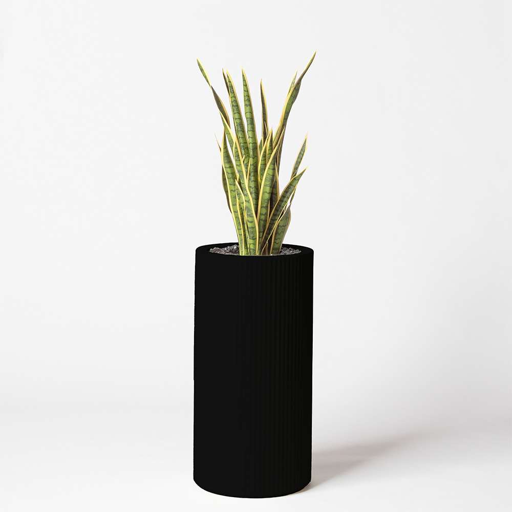 Sanseveria - Noir
