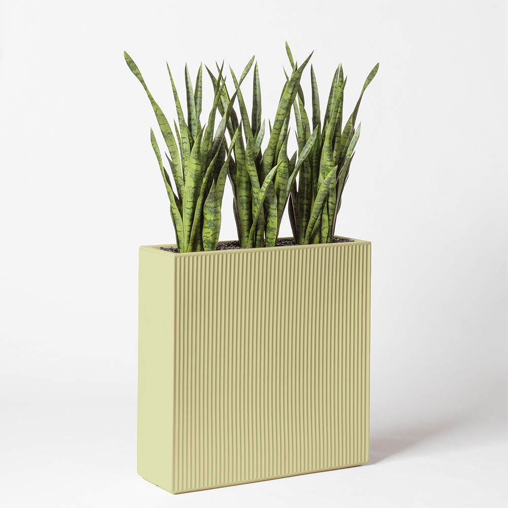 Sanseveria - Pistache