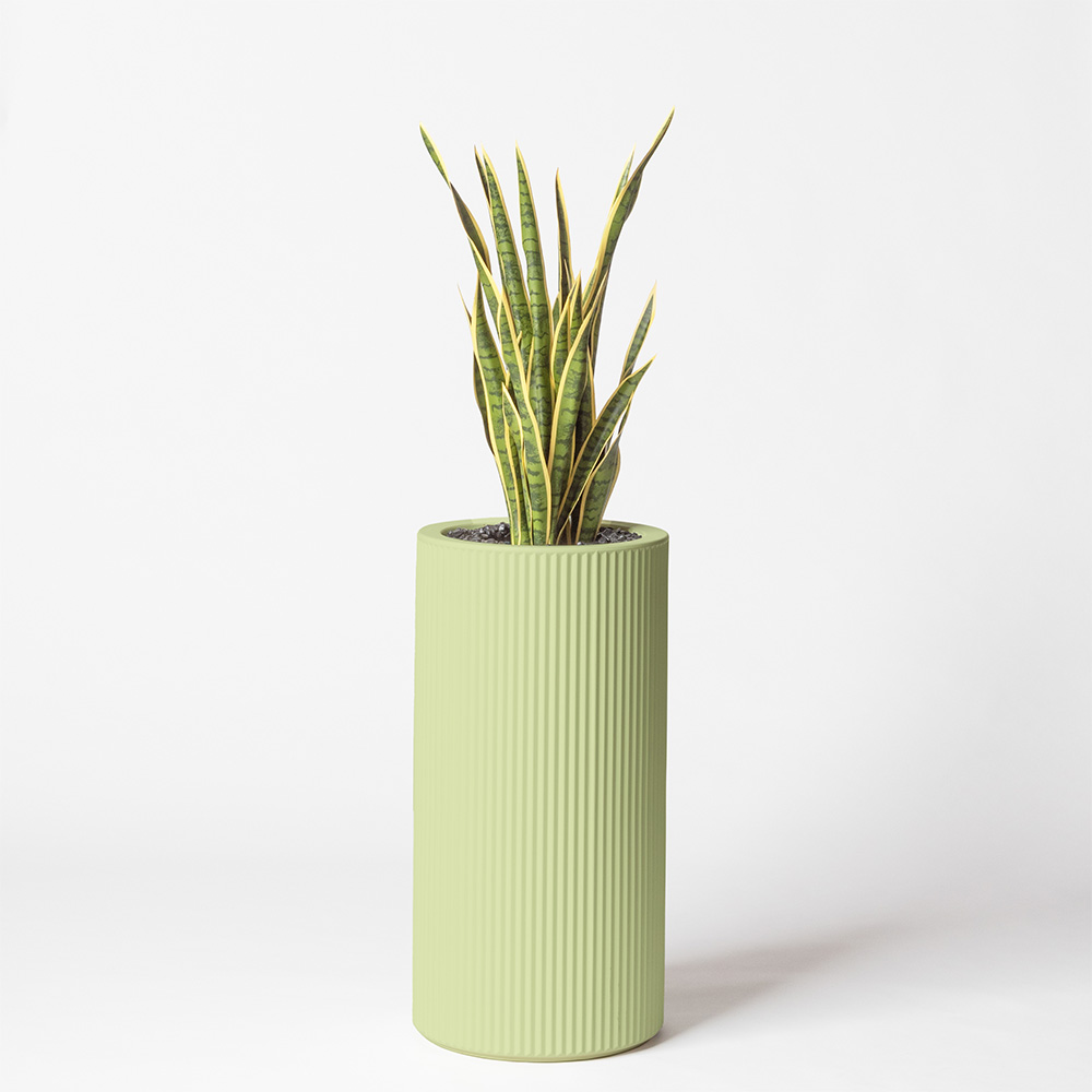 Sanseveria - Pistache