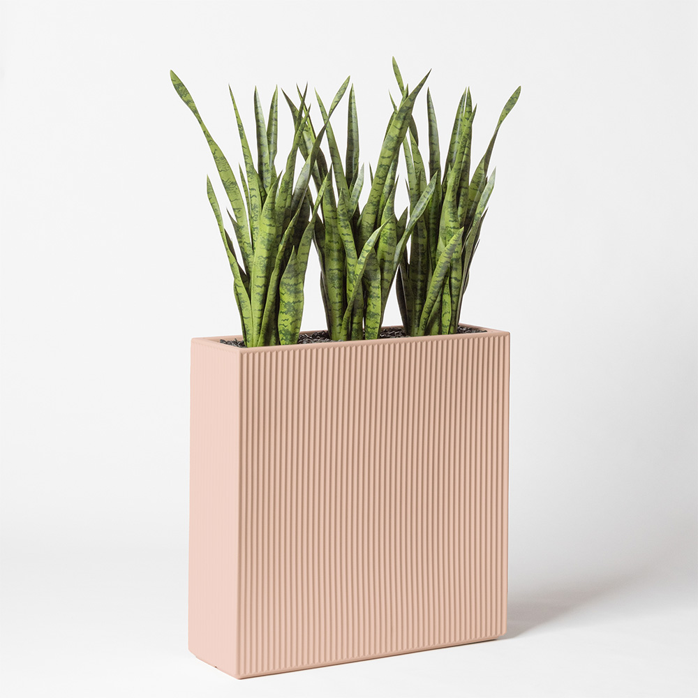 Sanseveria - Rose
