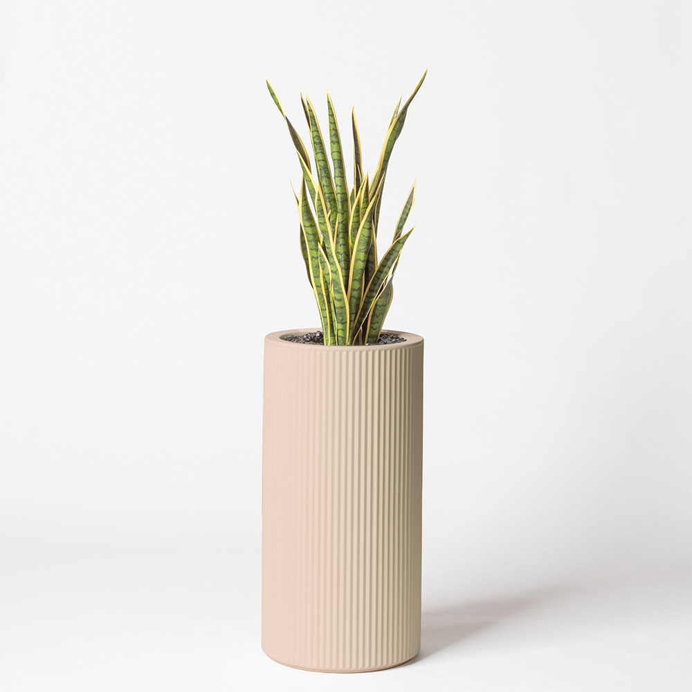 Sanseveria - Rose