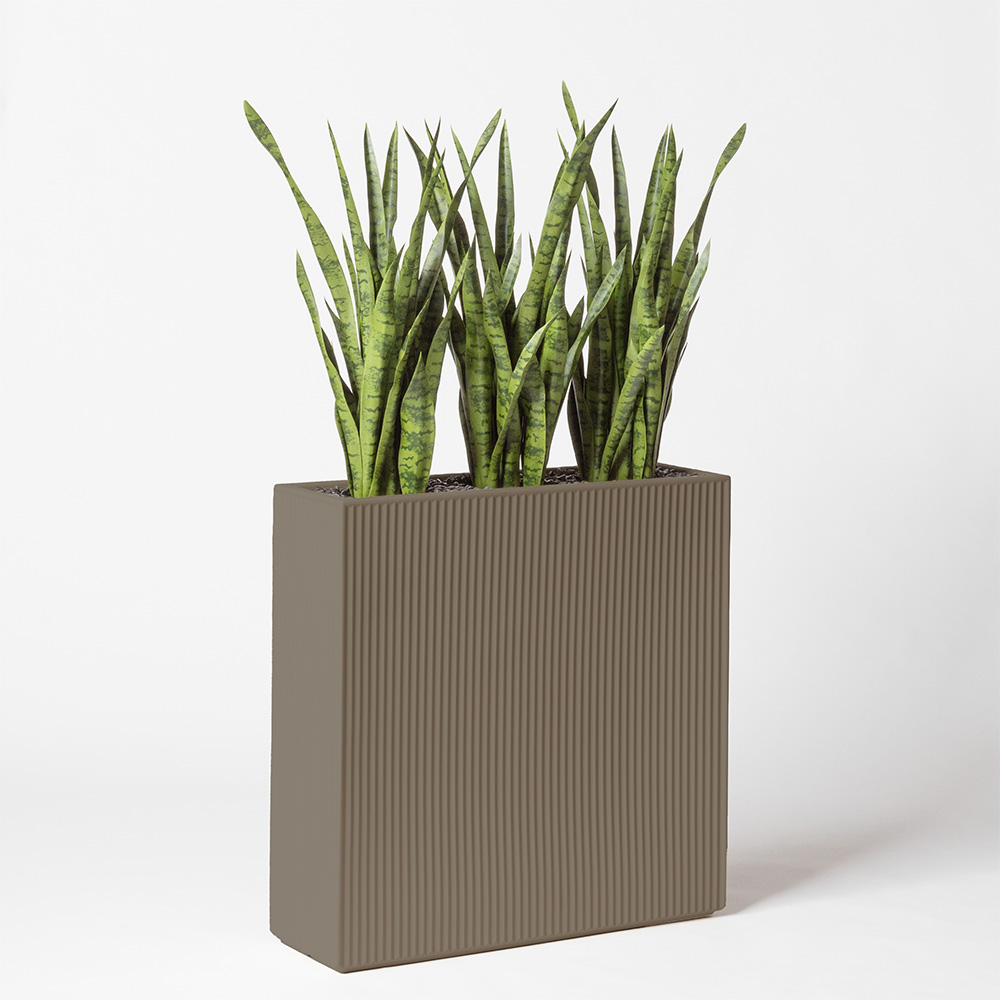 Sanseveria - Tortora