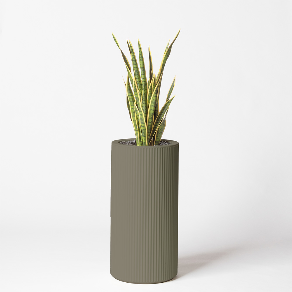 Sanseveria - Tortora