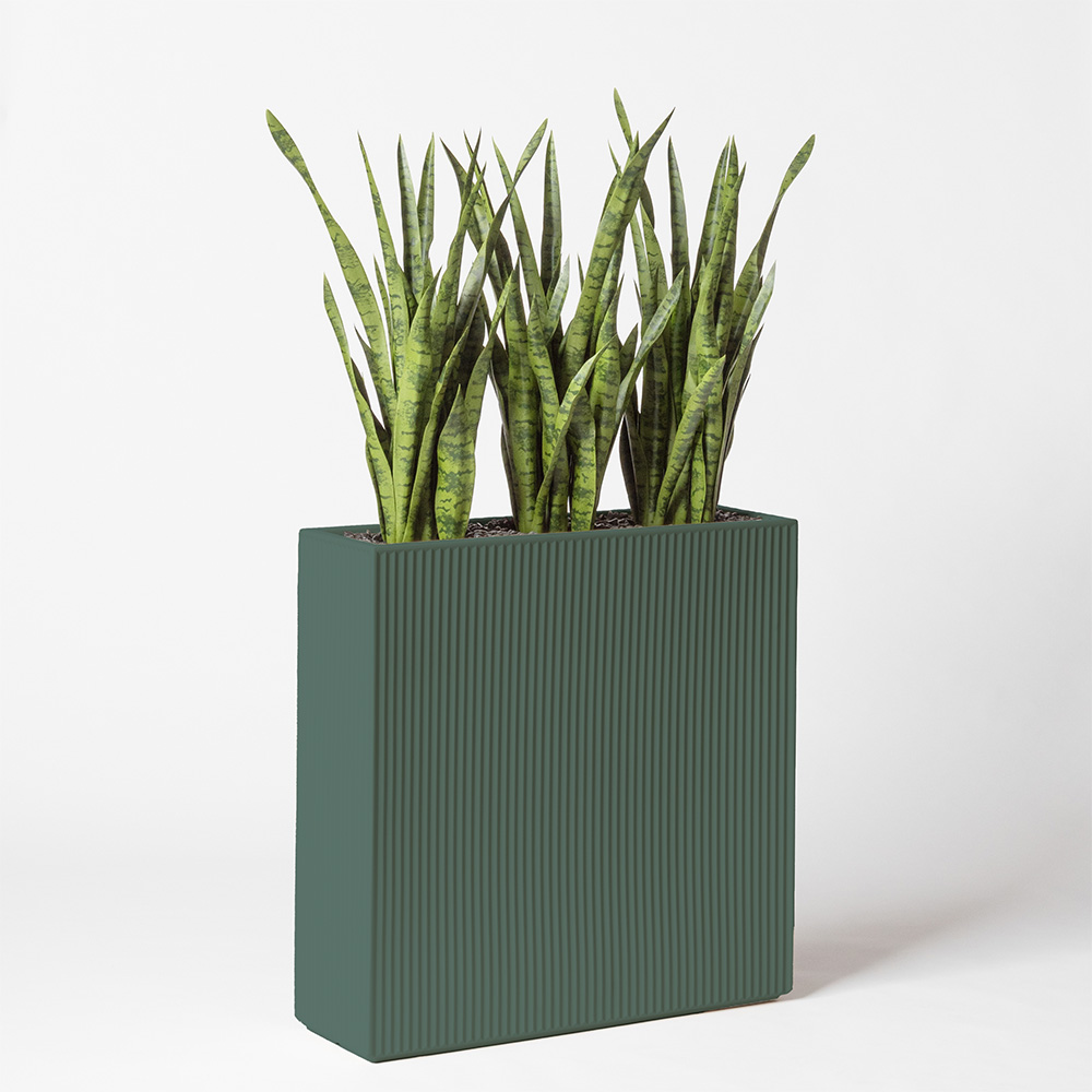 Sanseveria - Vert